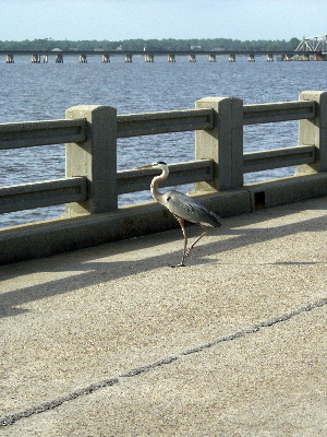 heron