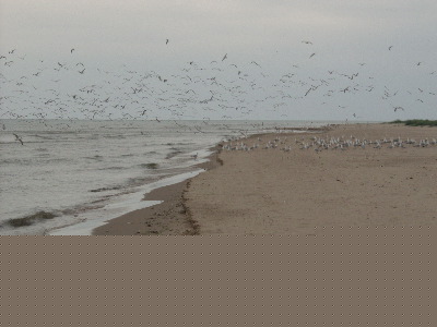 Point Beach- Lake Michigan