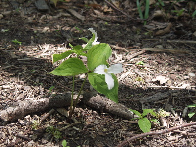 Trillium
