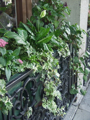 Window box